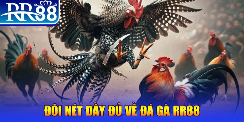 vin777 vin gà chọi hoà phong