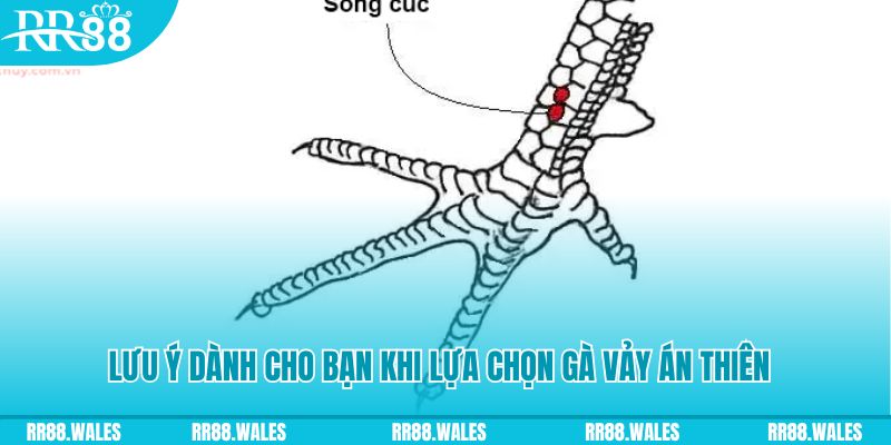 vin777 vin xổ số khánh hòa